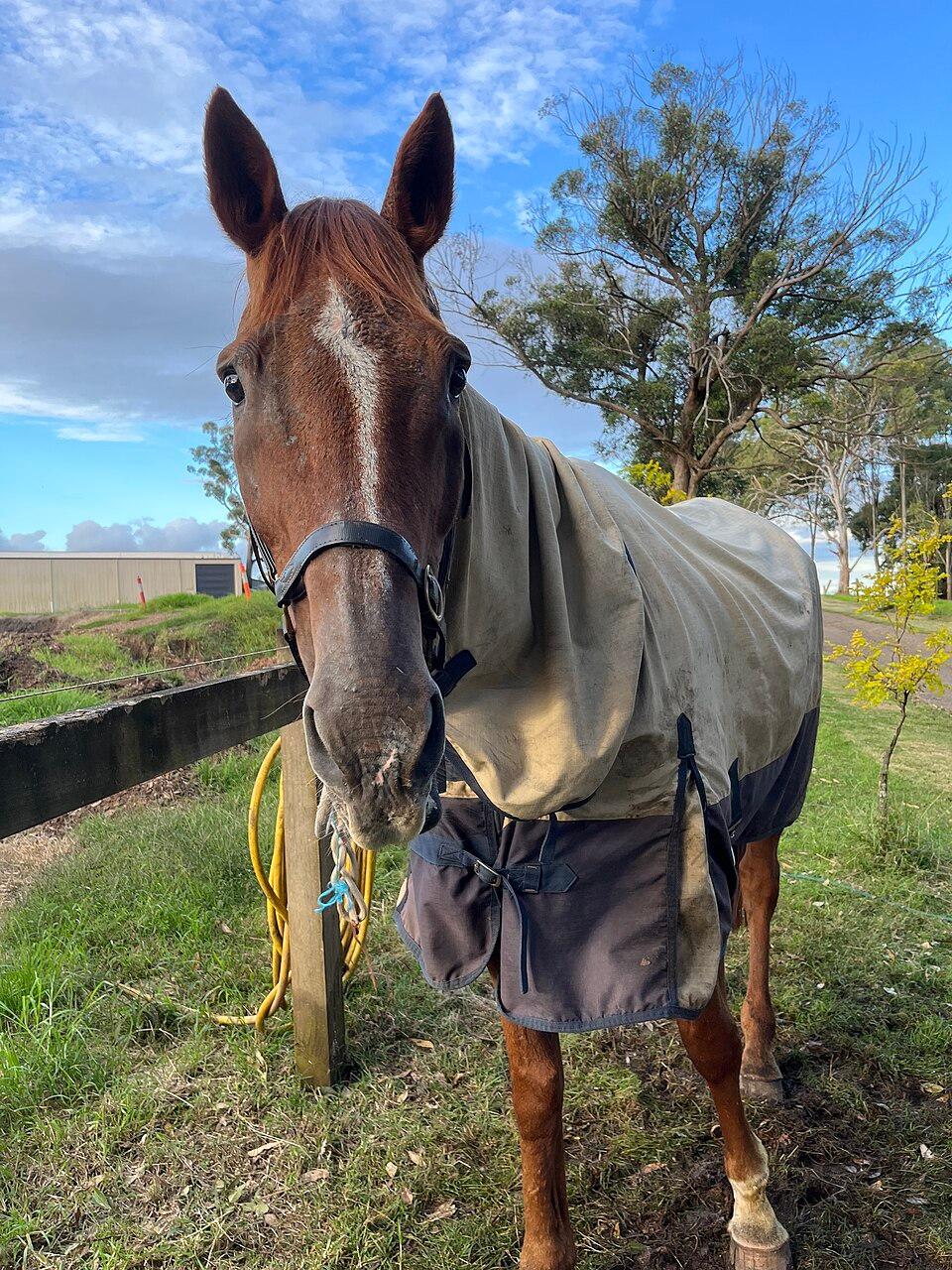 Horseware Amigo Hero 6 Turnout 145cm