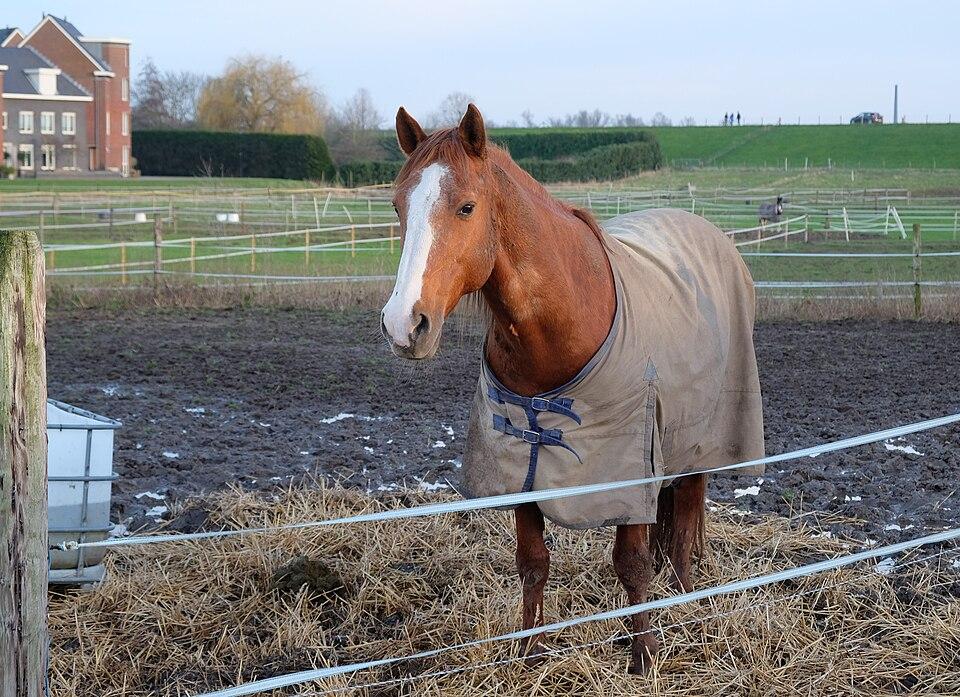 Horseware Amigo Hero 6 Turnout 145cm 3