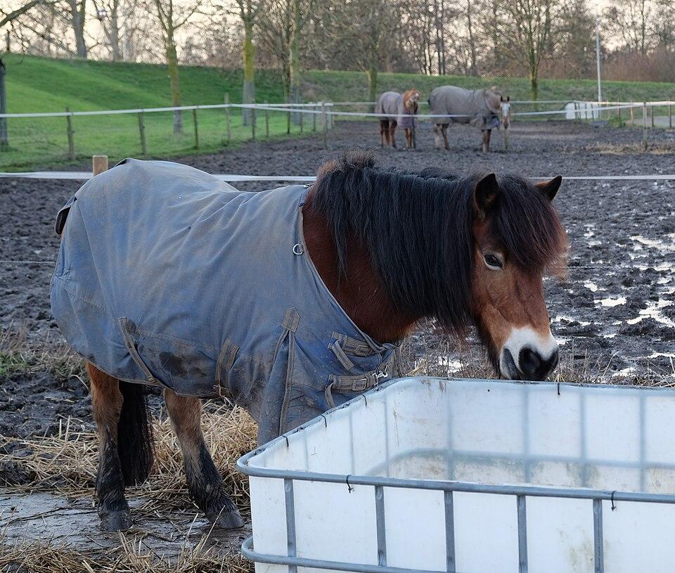 Back on Track Therapeutic Exercise Rug 150cm